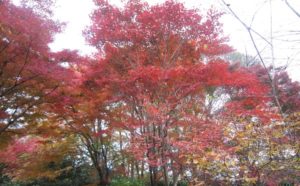京都　嵐山　紅葉　時期