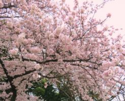 上野公園　桜　見ごろ