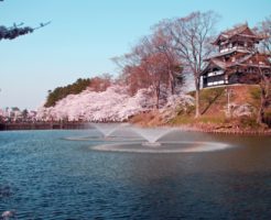 高田公園　桜　見ごろ